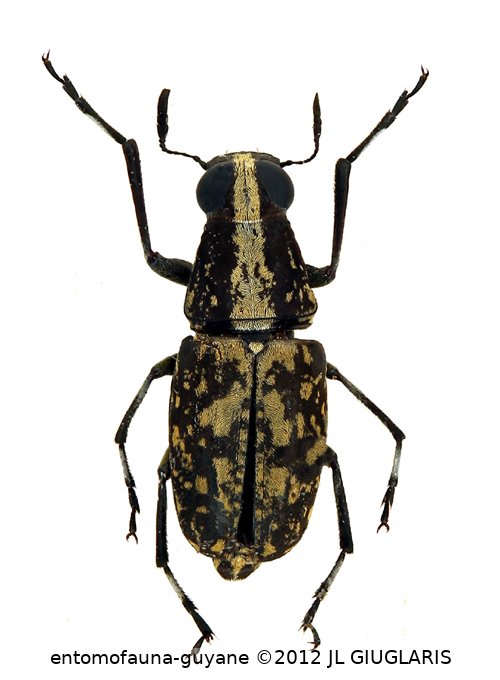 Phaenithon longitarsis Jordan, 1904