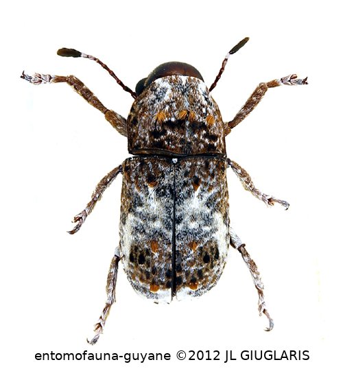 Toxonotus triguttulatus Frieser, 2004