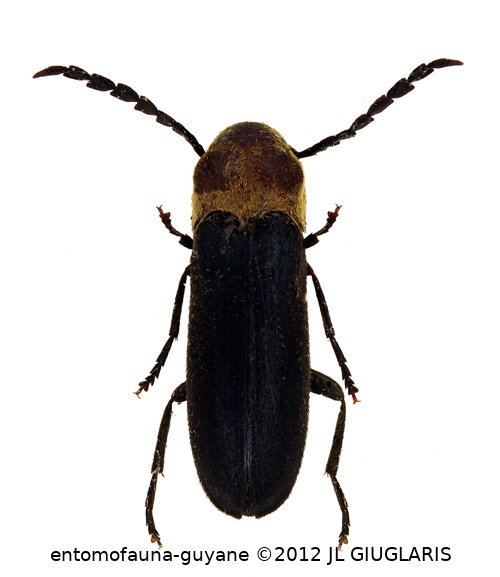 Microtrigonus convexicollis Chassain, 2015