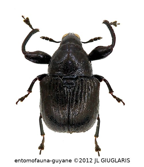 Omolabus subrugosus Voss, 1925