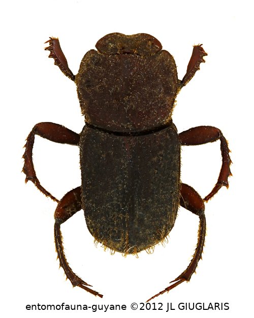 Eurysternus ventricosus Gill, 1990