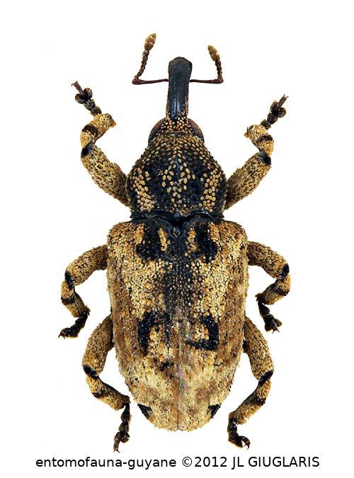 Curculionidae Gen sp127