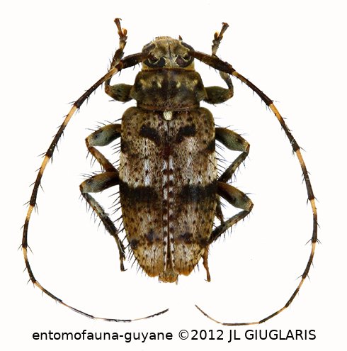 Trichonius griseus Monné & Mermudes, 2008