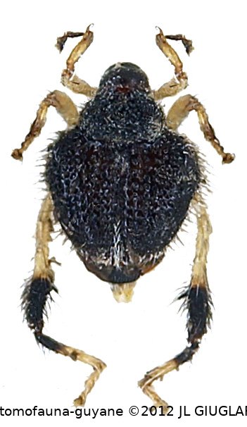 Tachygonidius sp8
