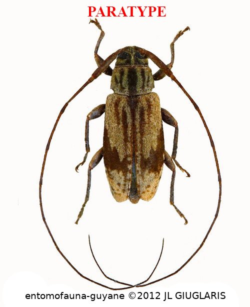 Nyssodrysternum santossilvai Roguet, 2021 PARATYPE