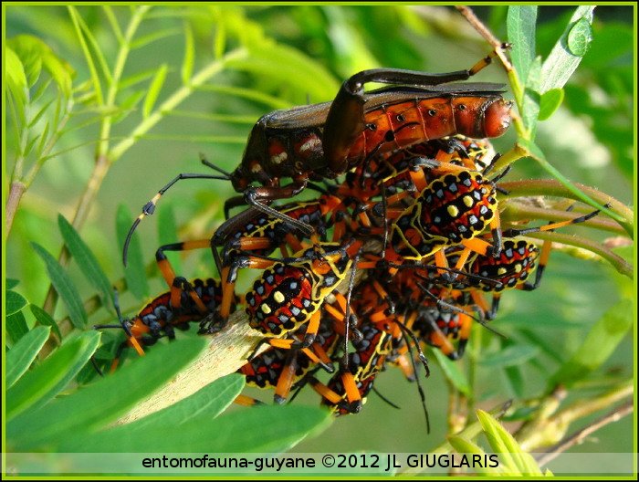 Coreidae Gen sp larve    imago