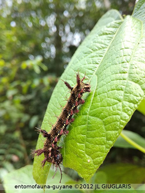 Hamadryas feronia