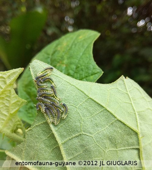 Mechanitis polymnia