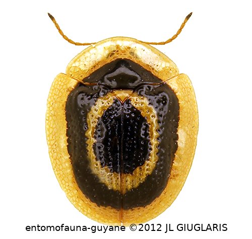 Microctenochira diffinis (Boheman, 1855)