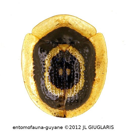 Microctenochira mystica (Boheman, 1855)