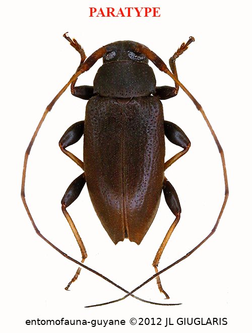 Hyperplatys perplexus  Roguet, 2022  PARATYPE