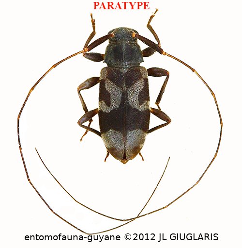 Lepturges (Lepturges) raphaeli Roguet, 2022 PARATYPE