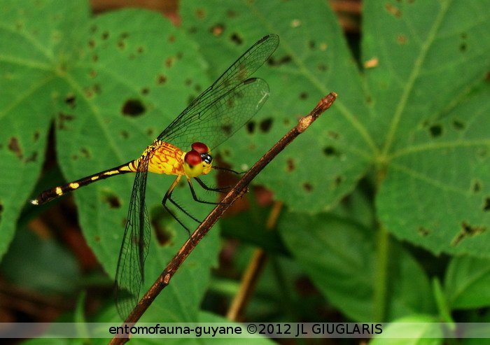 Libellulidae Gen sp