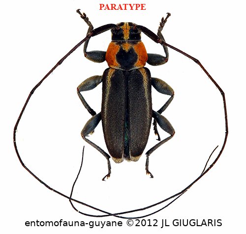 Stenolis celinae Roguet, 2022  PARATYPE