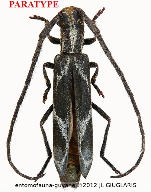 Hydraschema gaucheri  Audureau, 2022  PARATYPE