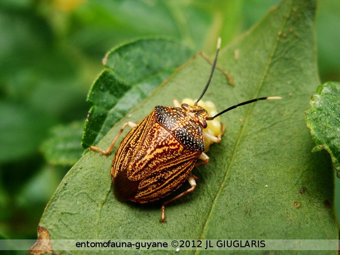 Pentatomidae Gen sp.