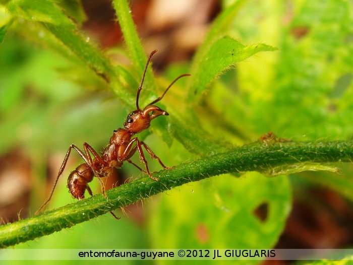 Formicidae Gen sp