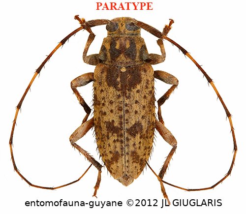 Oxathres kawensis Roguet, 2024 PARATYPE