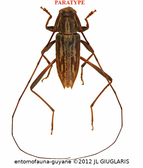 Anisopodus pseudostrigosus Roguet, 2024  PARATYPE