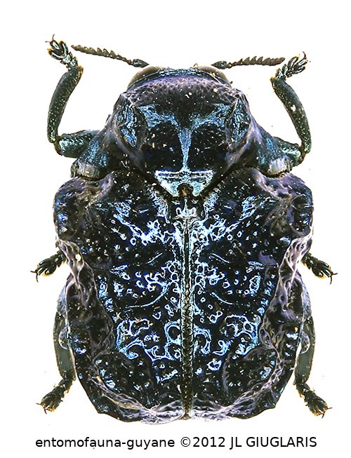 Chlamisus sp7