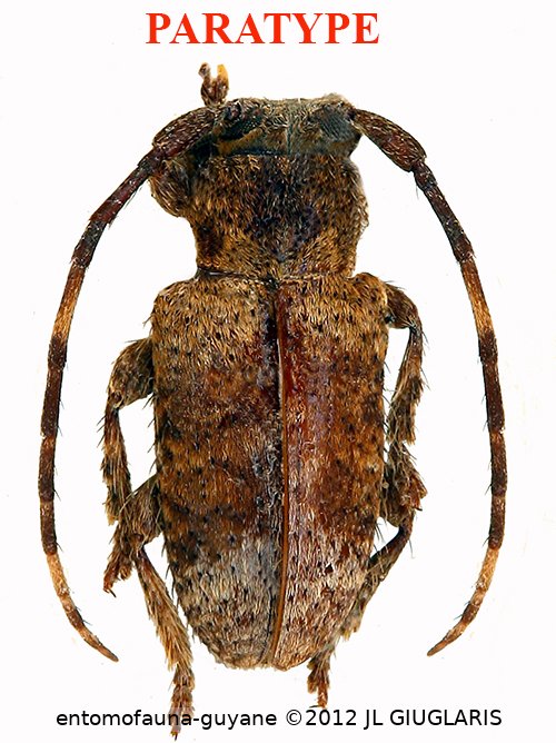Estola griseoapicalis Roguet, 2024 PARATYPE