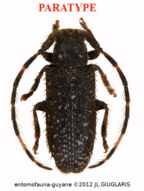 Estola inermis Roguet, 2024 PARATYPE