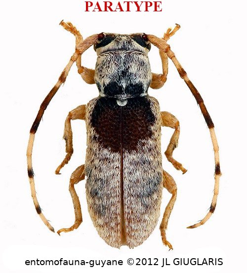 Inermestoloides sugrimi Audureau & Morvan, 2025 PARATYPE