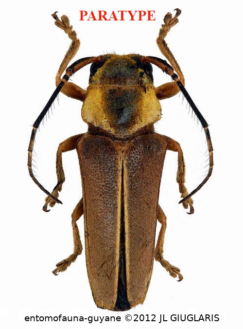 Iatuca beneluzi  Dalens & Robin, 2026  PARATYPE