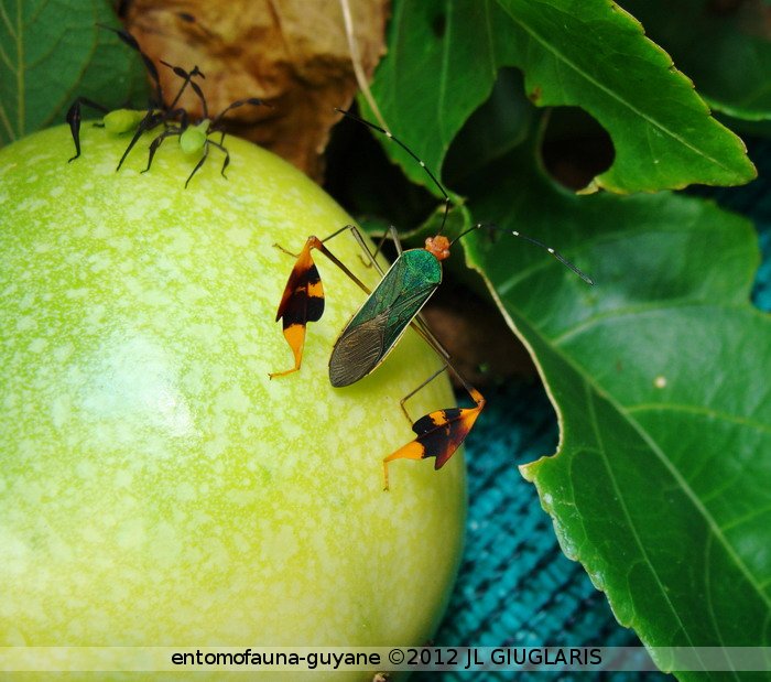 Coreidae Gen sp