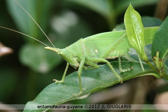 Copiphora cornuta