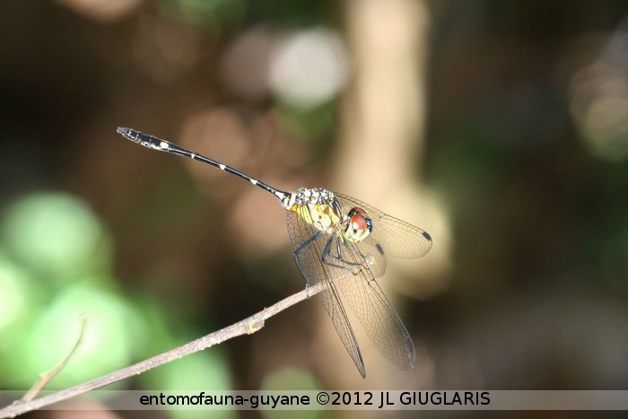 Libellulidae Gen sp