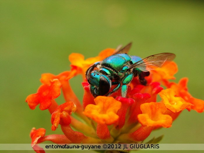 Euglossa sp