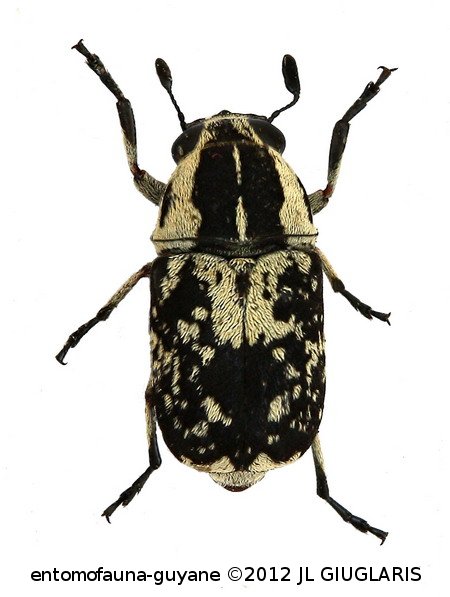 Phaenithon semigriseus (Germar, 1824)