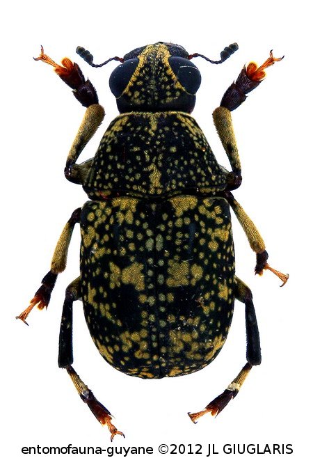 Phaenithon irroratus Jekel, 1855