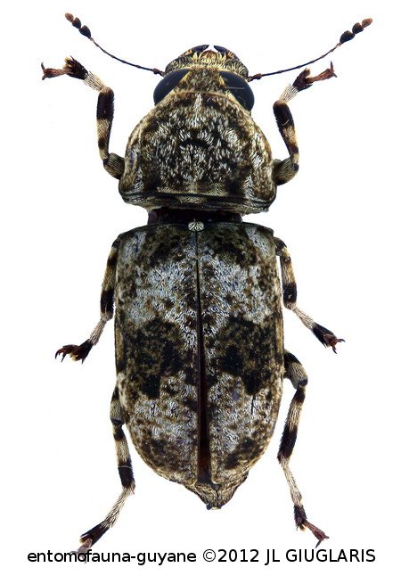 Nemotrichus obtusus Jordan, 1904