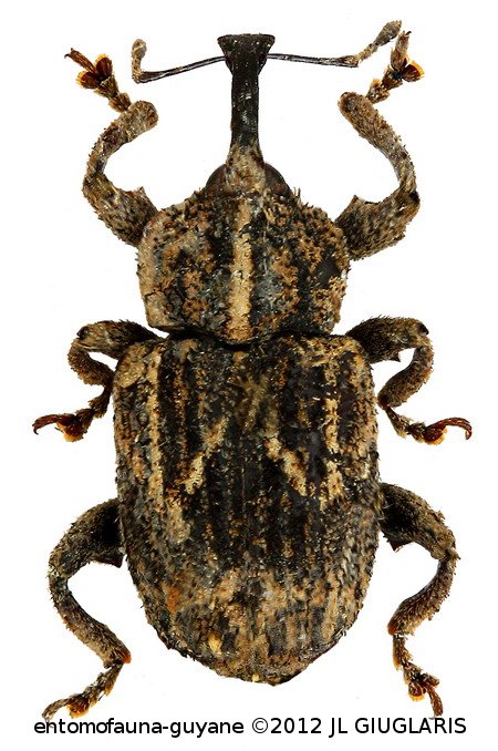 Petalochilus gemellus  Gyllenhal 1836 