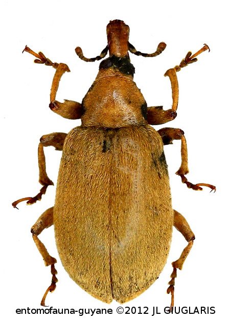 Curculionidae Gen sp53