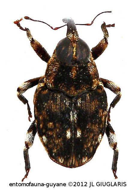 Conoderinae Gen sp55