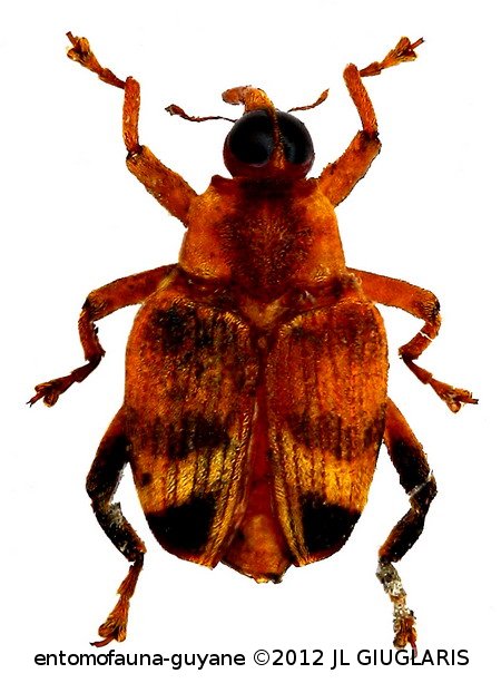 Conoderinae Gen sp50