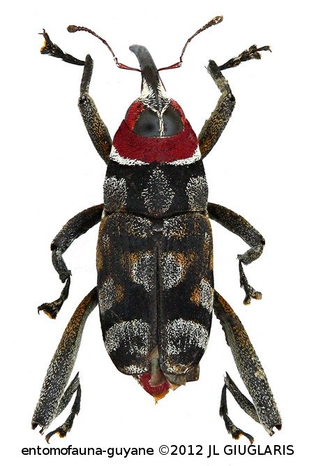 Zygops tripartitus  Desbrochers, 1890