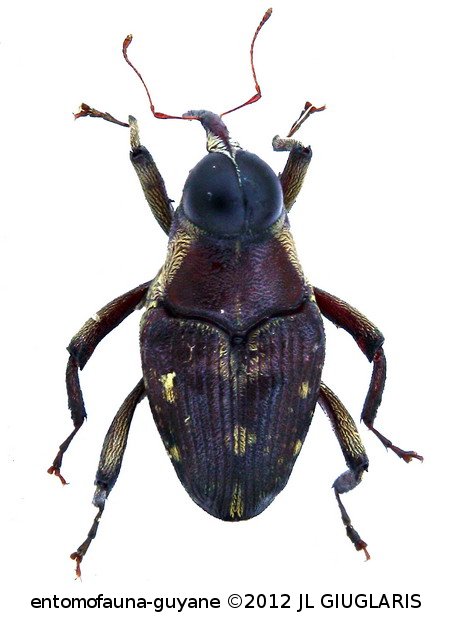 Conoderinae Gen sp1