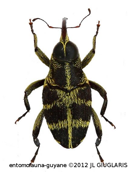 Macrocopturus bicruciatus  Rheinheimer, 2011