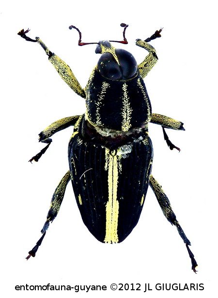 Conoderinae Gen sp9