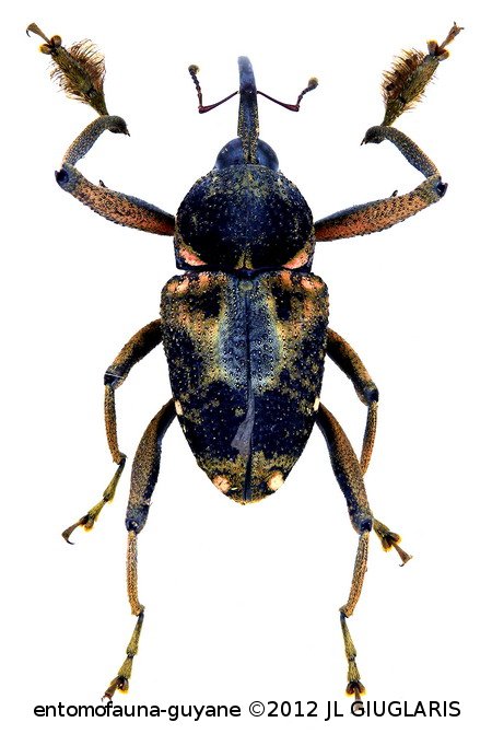 Macromerus gibbicollis  Fiedler 1932