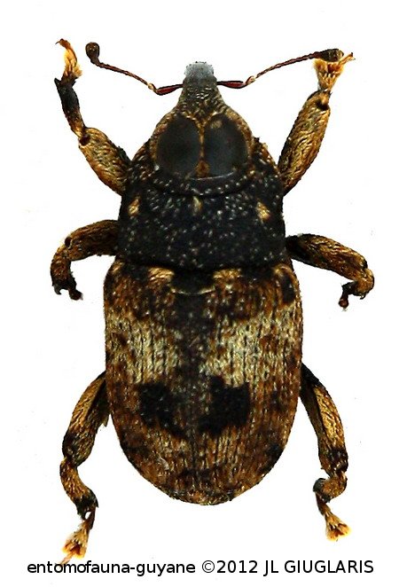 Conoderinae Gen sp62