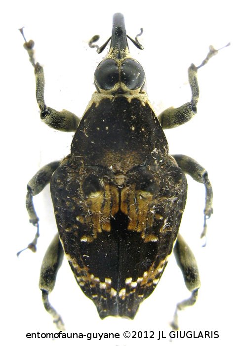 Piazurus caprimulgus  (Olivier, 1807)