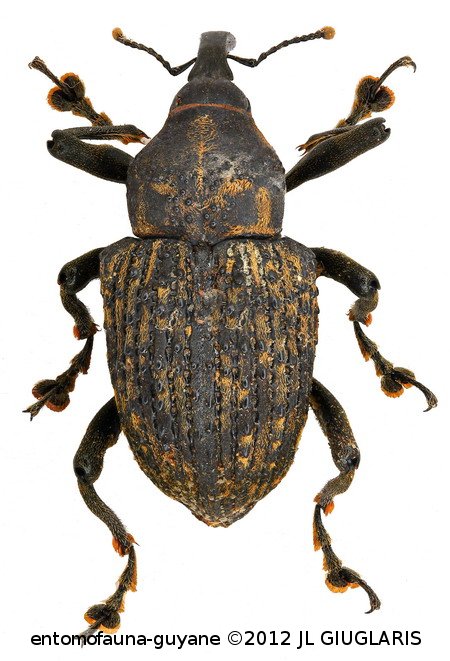 Cratosomus scabricollis Gyllenhal, 1837