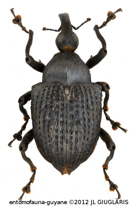 Cratosomus scaber  (Fabricius, 1755)