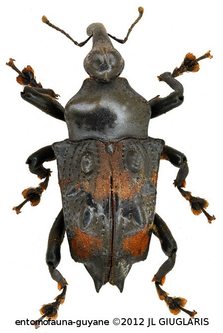 Cratosomus varicosus  (Pallas, 1781)