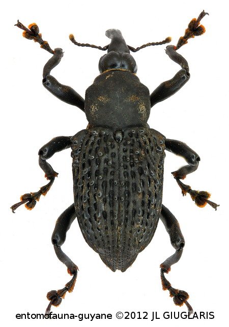 Cratosomus subangulatus Gyllenhal, 1837